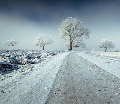 A serene winter scene with a snowy road and frosted trees under a cloudy sky.