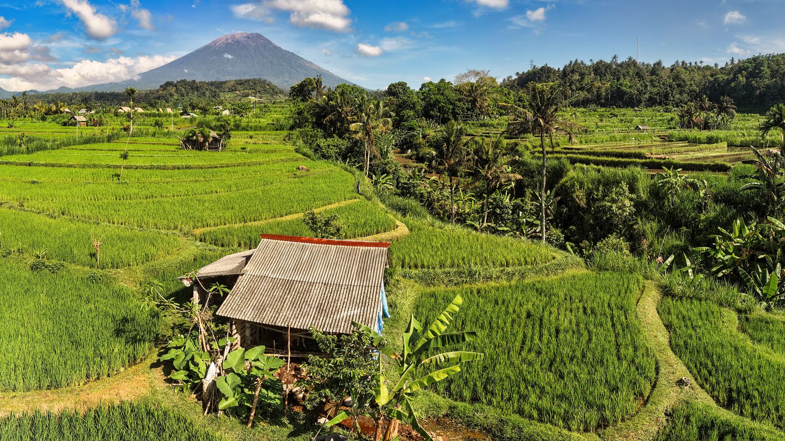 Arrozais em socalcos em Bali, Indonésia.