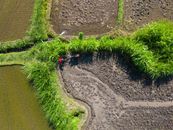 Aerial shot of rice fields with a farmer plowing, showcasing Bali's lush agriculture.
