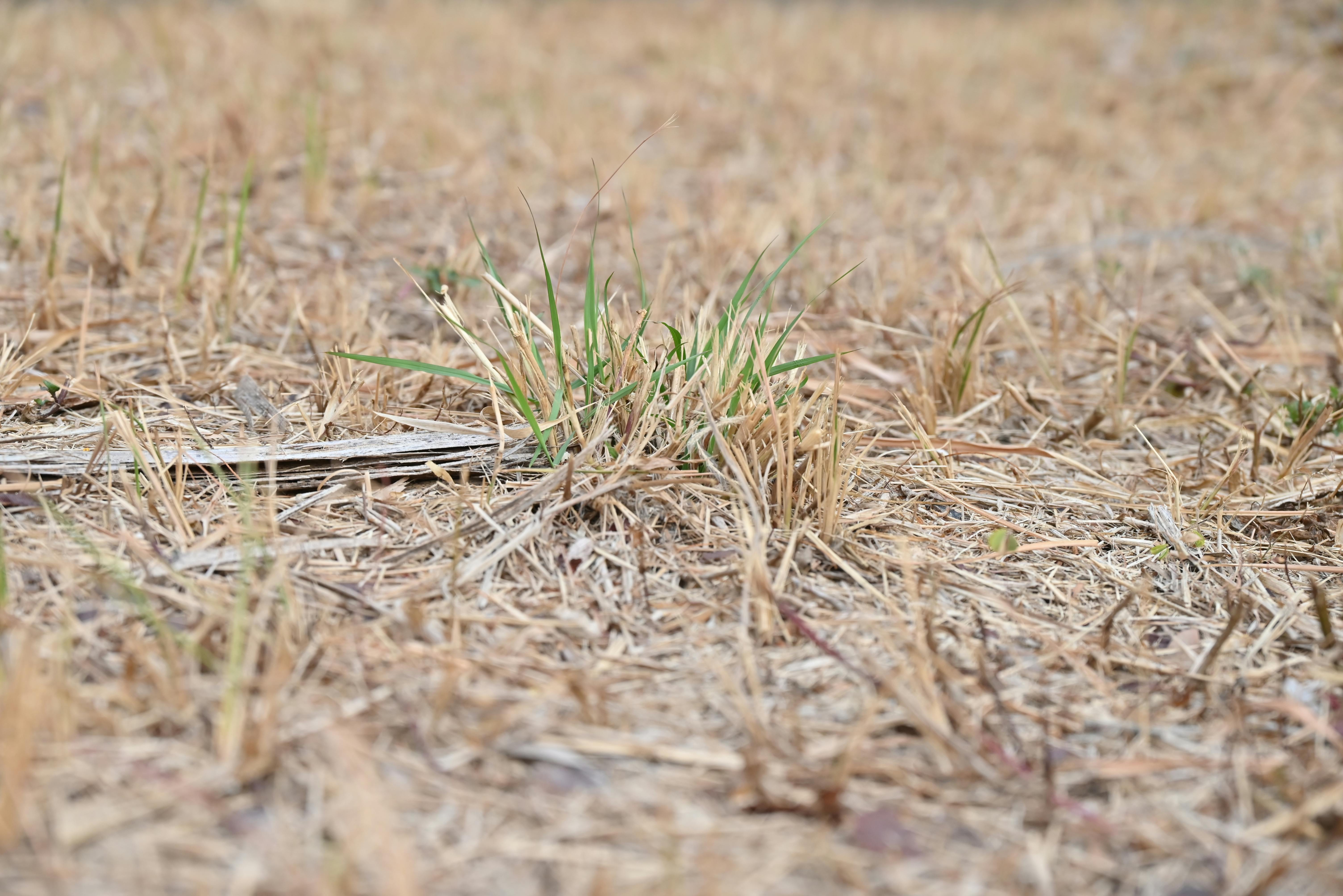Microbial strategies for drought stress mitigation- a sustainable frontier in plant resilience — Photo by King  Ho on Pexels