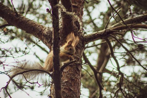 Free A squirrel sits atop a tree branch, surrounded by forest greenery. Stock Photo