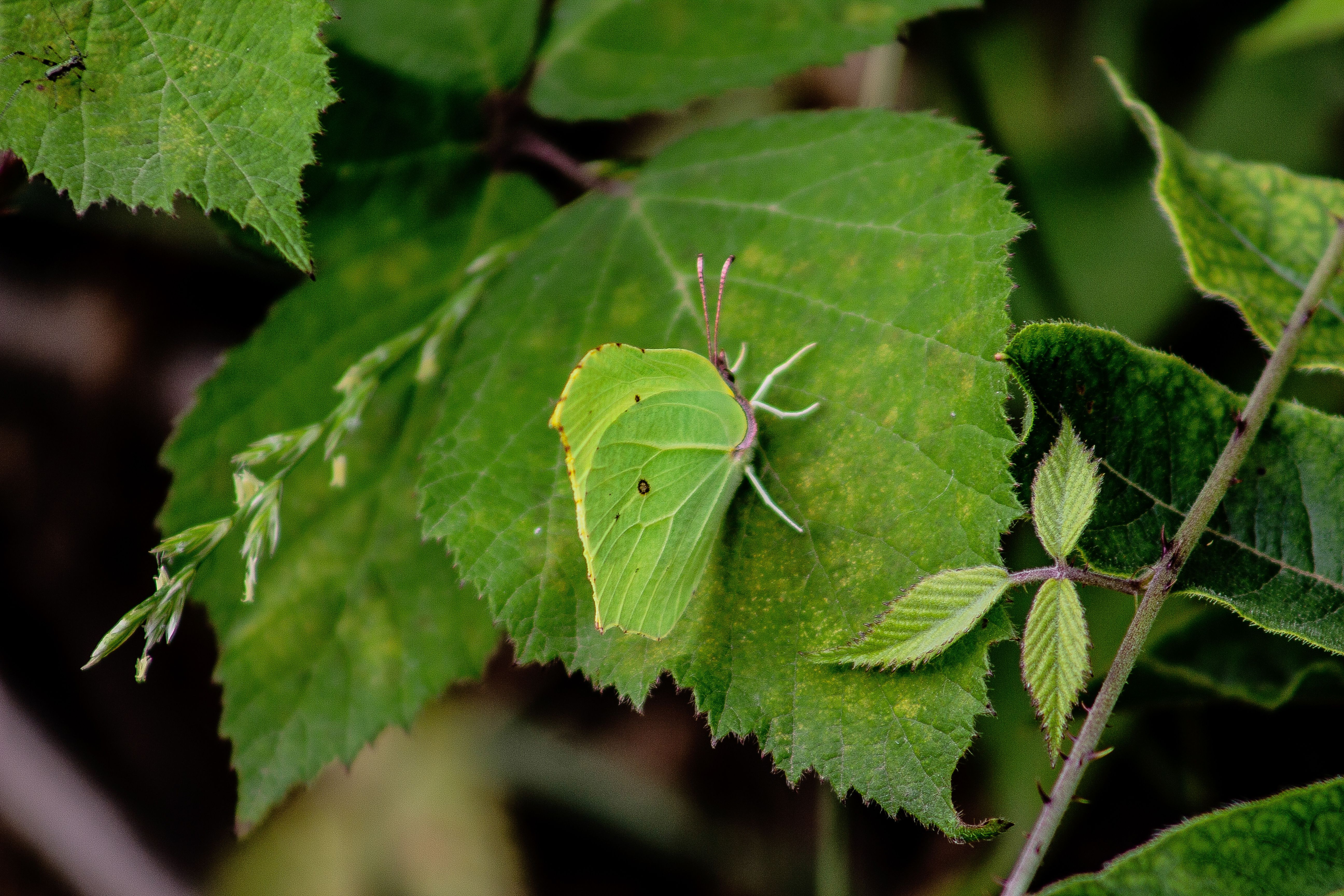 Close-up shot of a green butterfly perfectly camouflaged on a leaf.