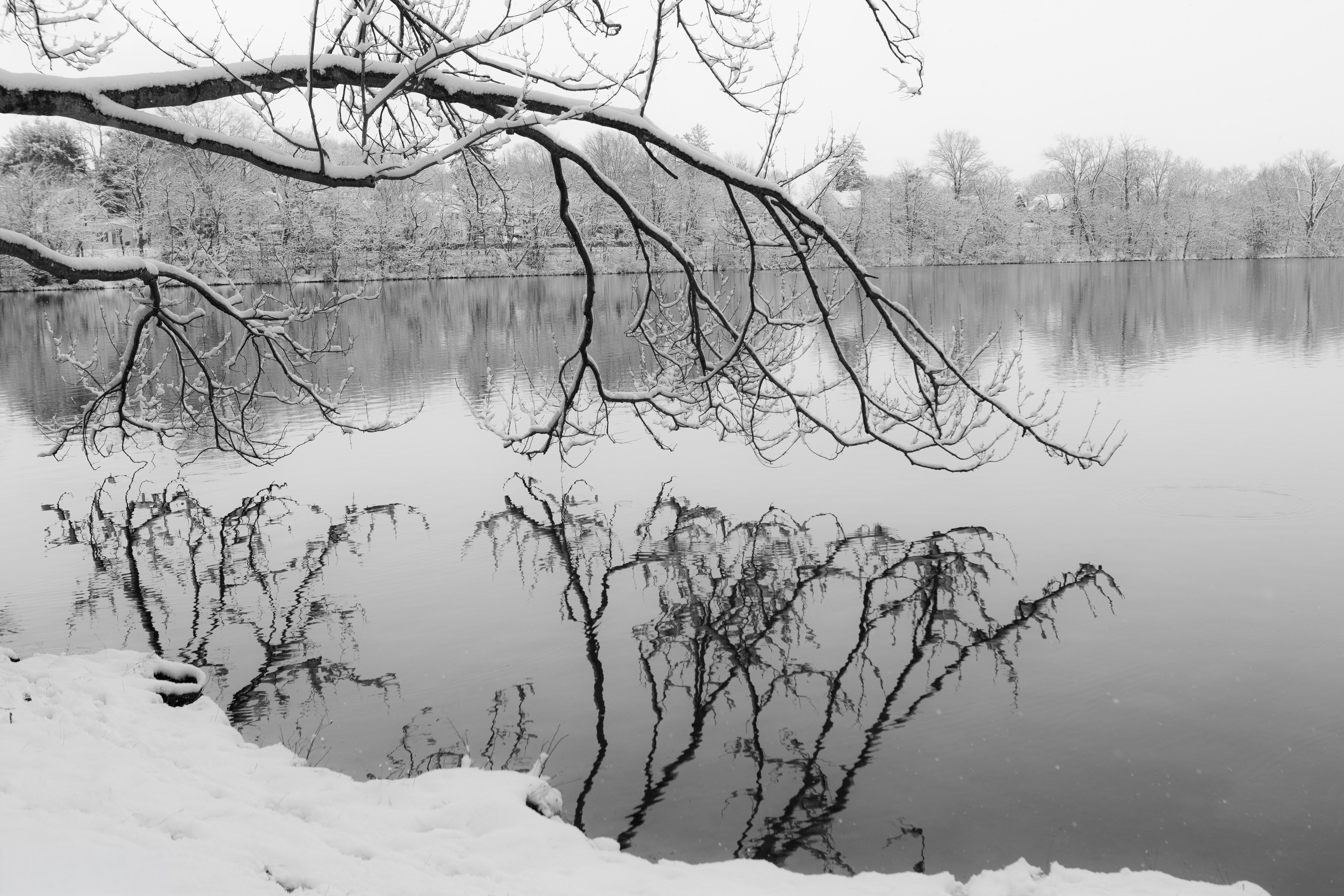 Serene Snowy Lake with Tree Reflections · Free Stock Photo