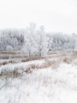 Frosty winter landscape featuring snow-covered trees and fields. Perfect for seasonal backgrounds.