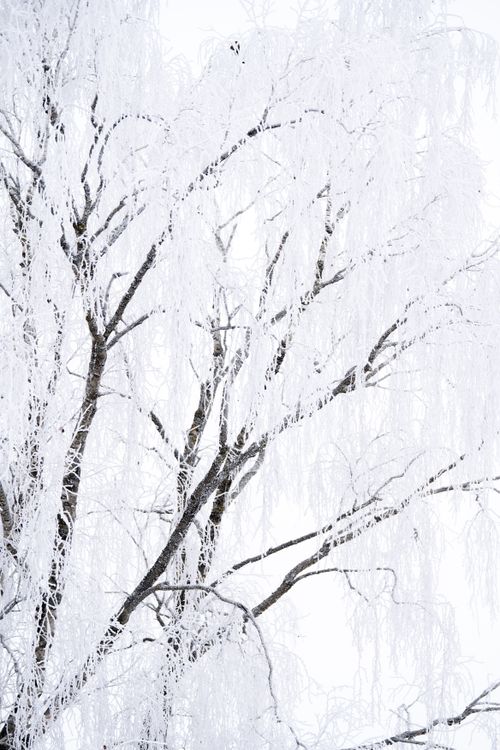 Snow-Covered Trees in a Winter Wonderland · Free Stock Photo