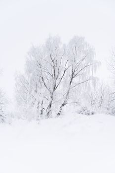 A tranquil scene of snow-covered trees under a clear white winter sky, exuding calmness.