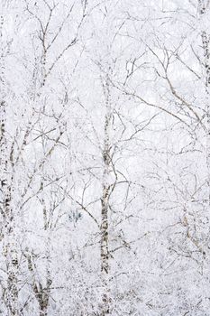 Frost-covered trees create a serene winter landscape in this high-key photograph.