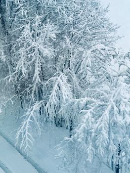 A peaceful winter scene featuring trees heavily covered in snow, capturing the essence of a winter wonderland.