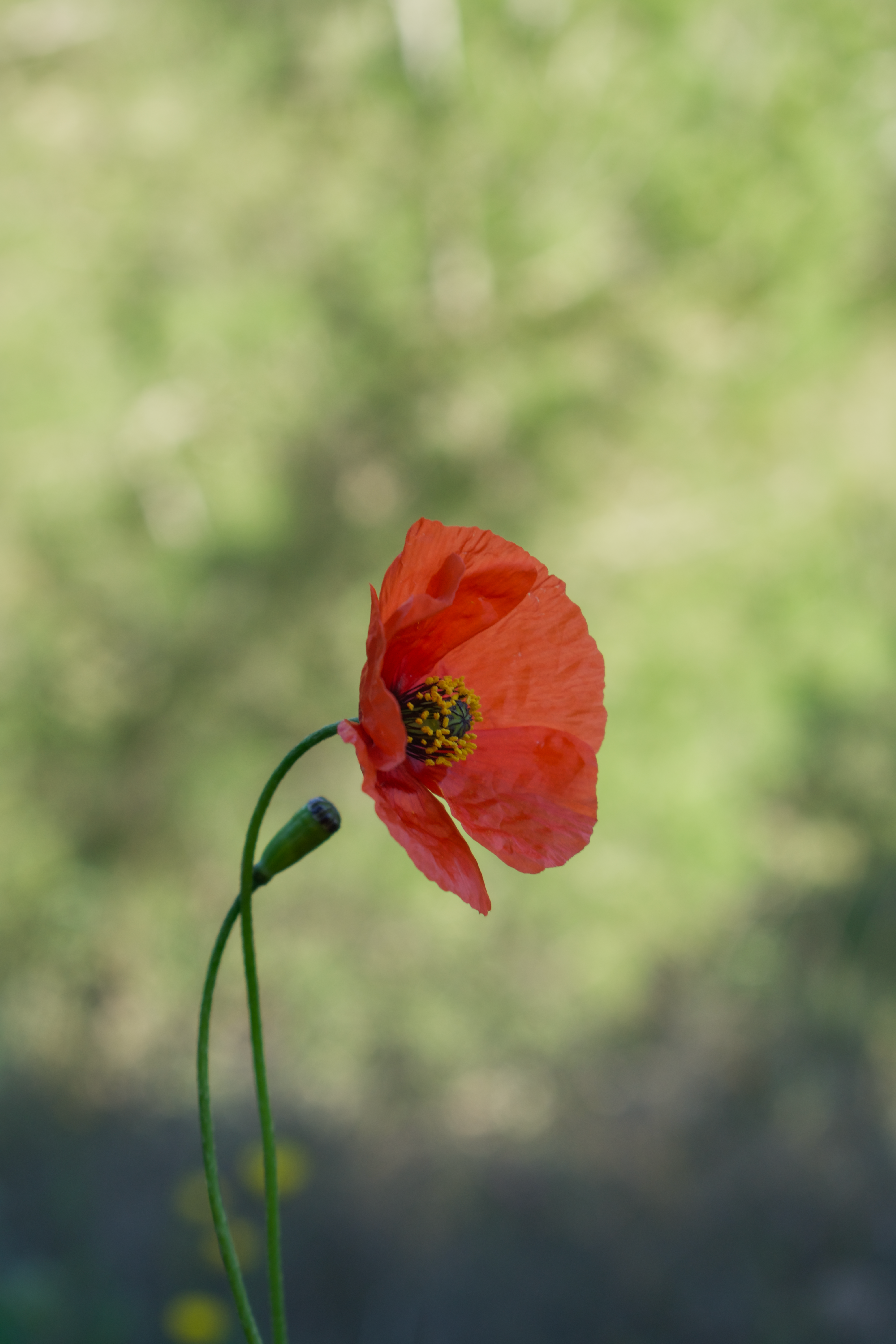 Vibrant Red Poppy Flower in Bloom · Free Stock Photo