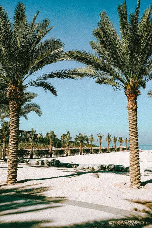 Free Sunny beach with palm trees in Ras Al Khaimah, UAE, showcasing a serene coastal view. Stock Photo