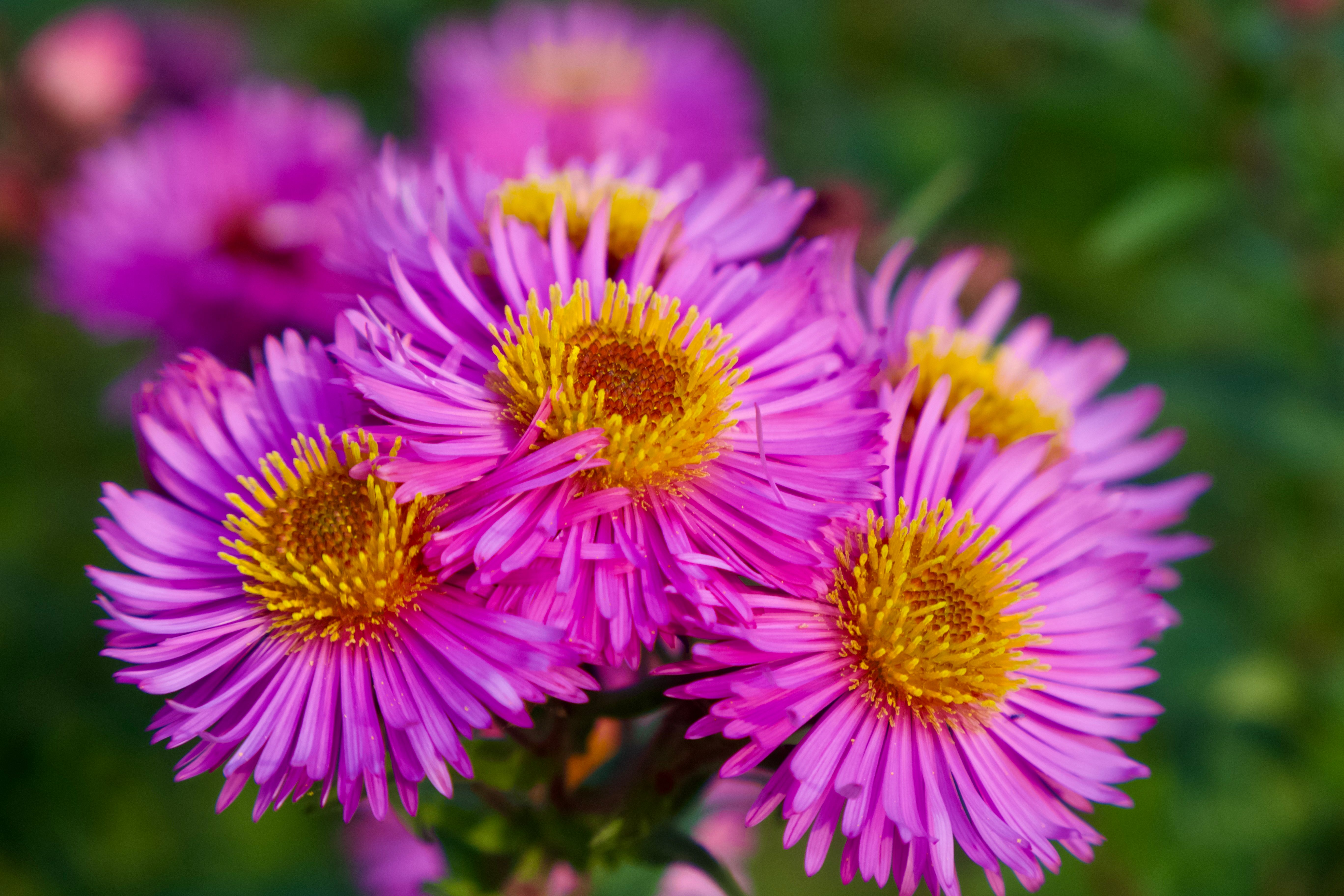 A Gardening Pro Says This September Gardening Task Will Give You Twice as Many Blooms Next Year — Photo by Nikolai D on Pexel