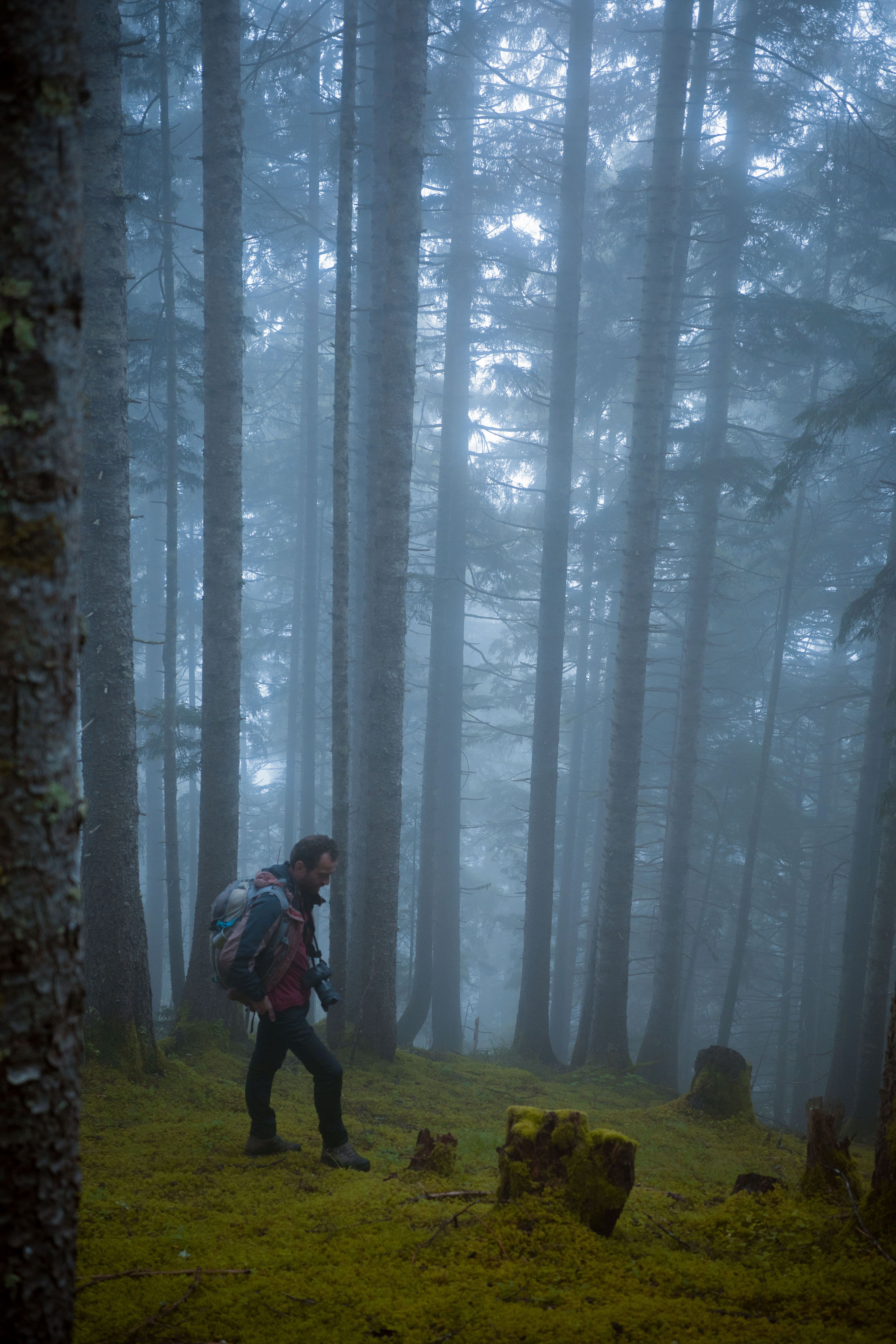 A lone hiker explores a foggy, lush forest in Rize, Turkey, creating a serene and adventurous scene.