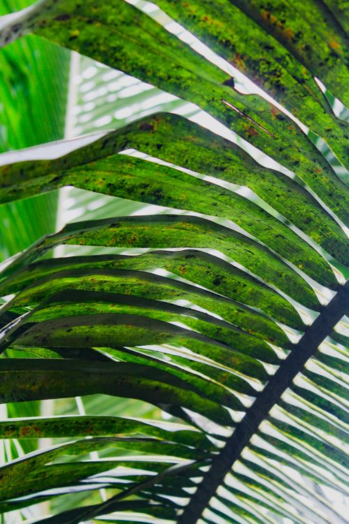 Free Close-up view of vibrant green palm leaves with natural abstract patterns. Stock Photo