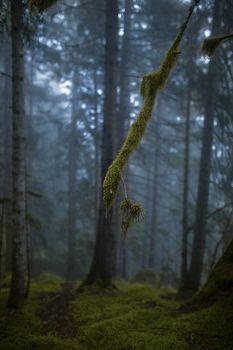 Moss-covered trees in a misty forest in Rize, Türkiye creating a mystical ambience.