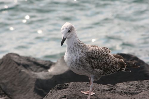 Free A seagull perched on rocks with the ocean in the background under bright daylight. Stock Photo