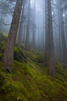 Mystical fog envelops a lush green forest in Rize, Türkiye.
