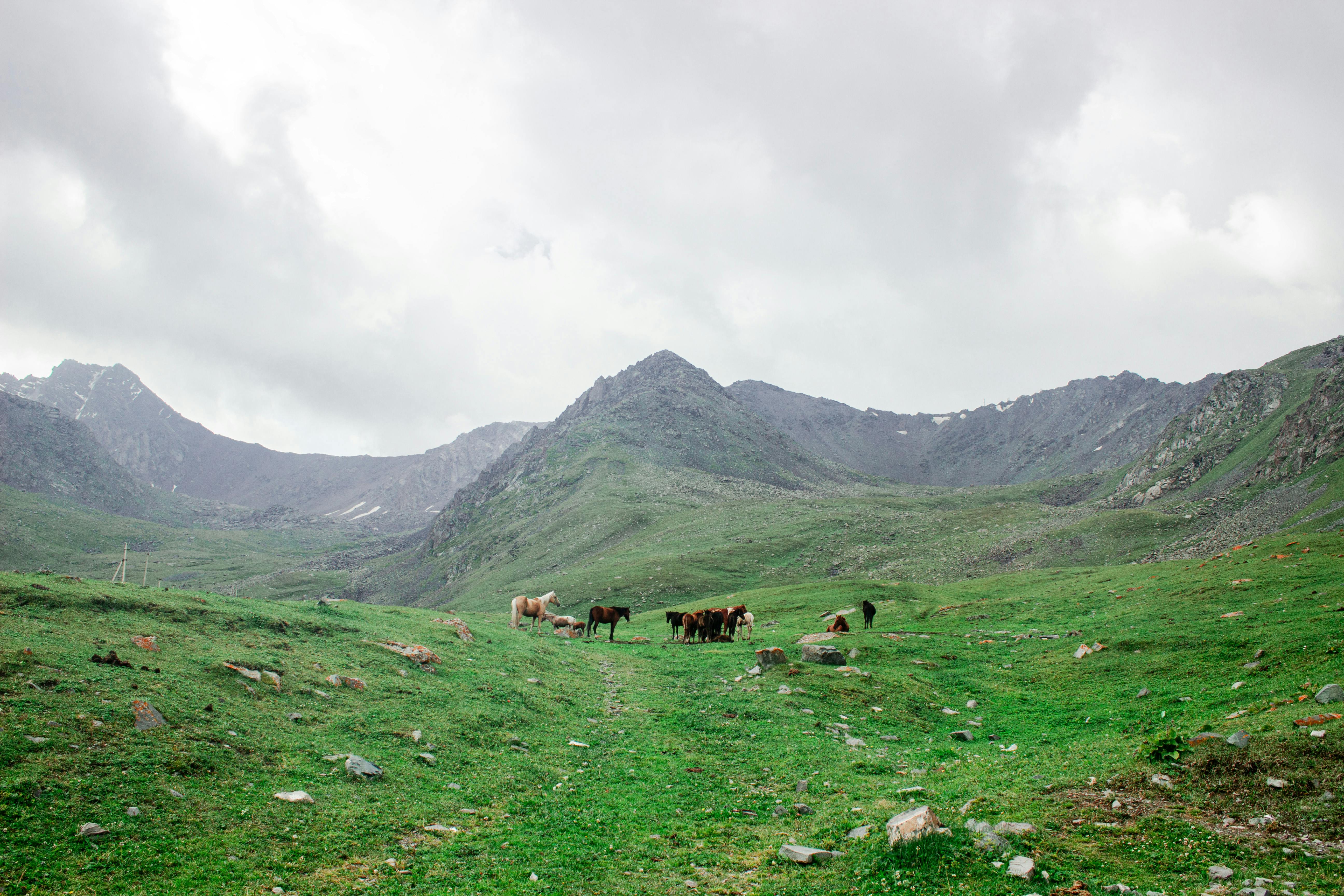 Scenic view of horses grazing on green meadows with mountains in Kyrgyzstan.