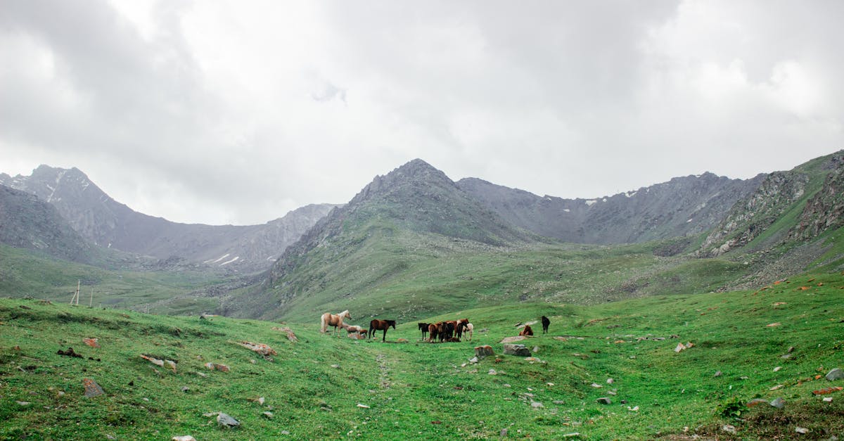 Scenic view of horses grazing on green meadows with mountains in Kyrgyzstan.