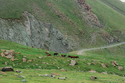 Horses roaming a lush green valley in Чуйская область, Кыргызстан, with rugged mountain backdrop.