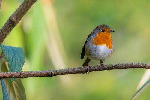 Free A European robin with vibrant plumage perched on a branch against a soft green background. Stock Photo