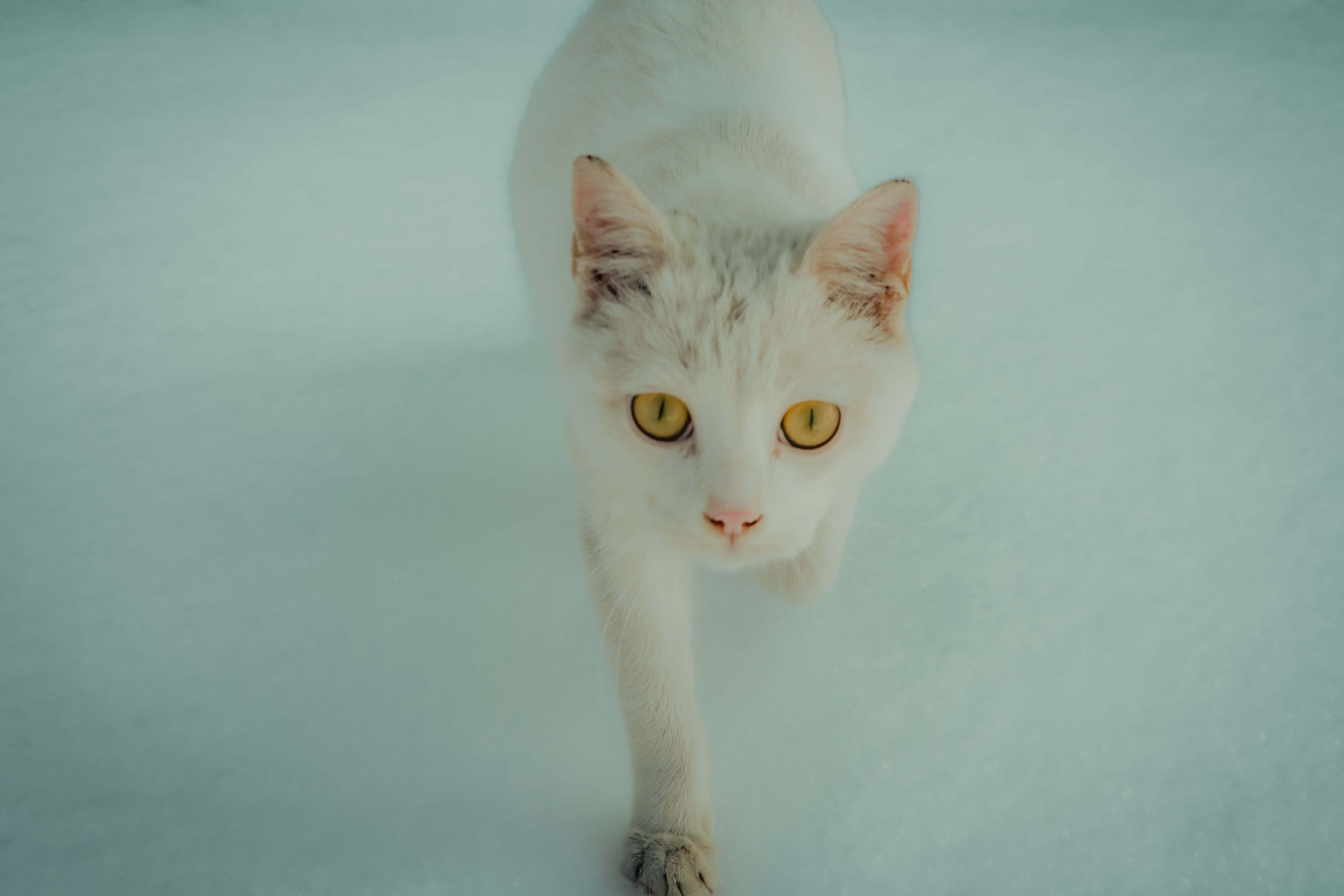White Cat Walking on Snowy Surface Outdoors · Free Stock Photo