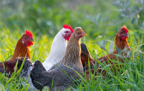 Free Group of colorful free-range chickens foraging in grassy field in Jendouba, Tunisia. Natural farm life setting. Stock Photo