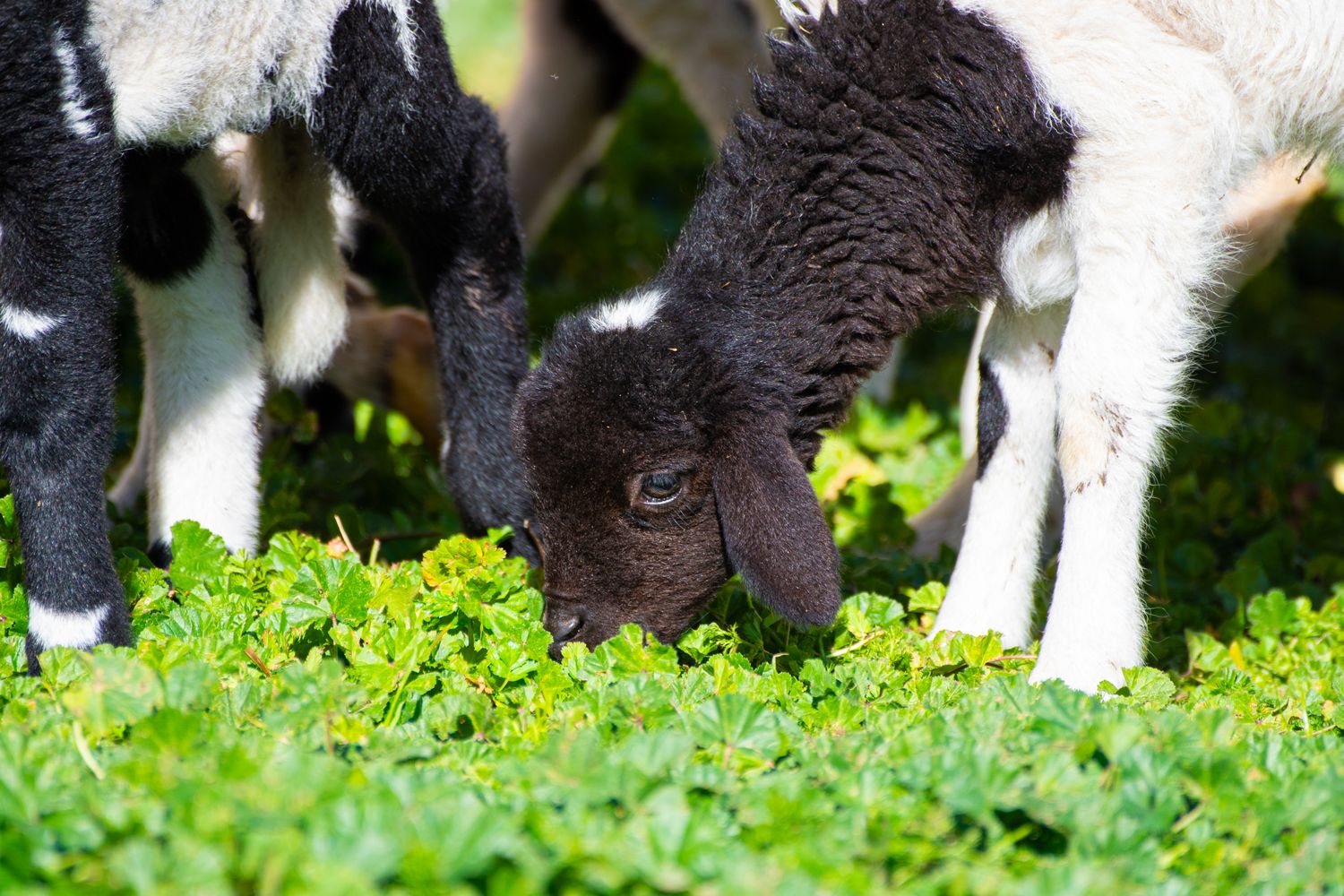 Small Ruminants Photos, Download The BEST Free Small Ruminants Stock ...