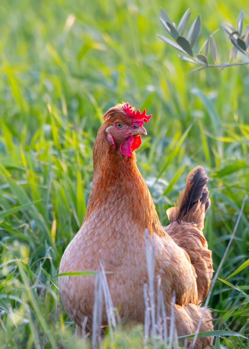 Free A free-range chicken exploring a vibrant green pasture in Jendouba, Tunisia. Stock Photo