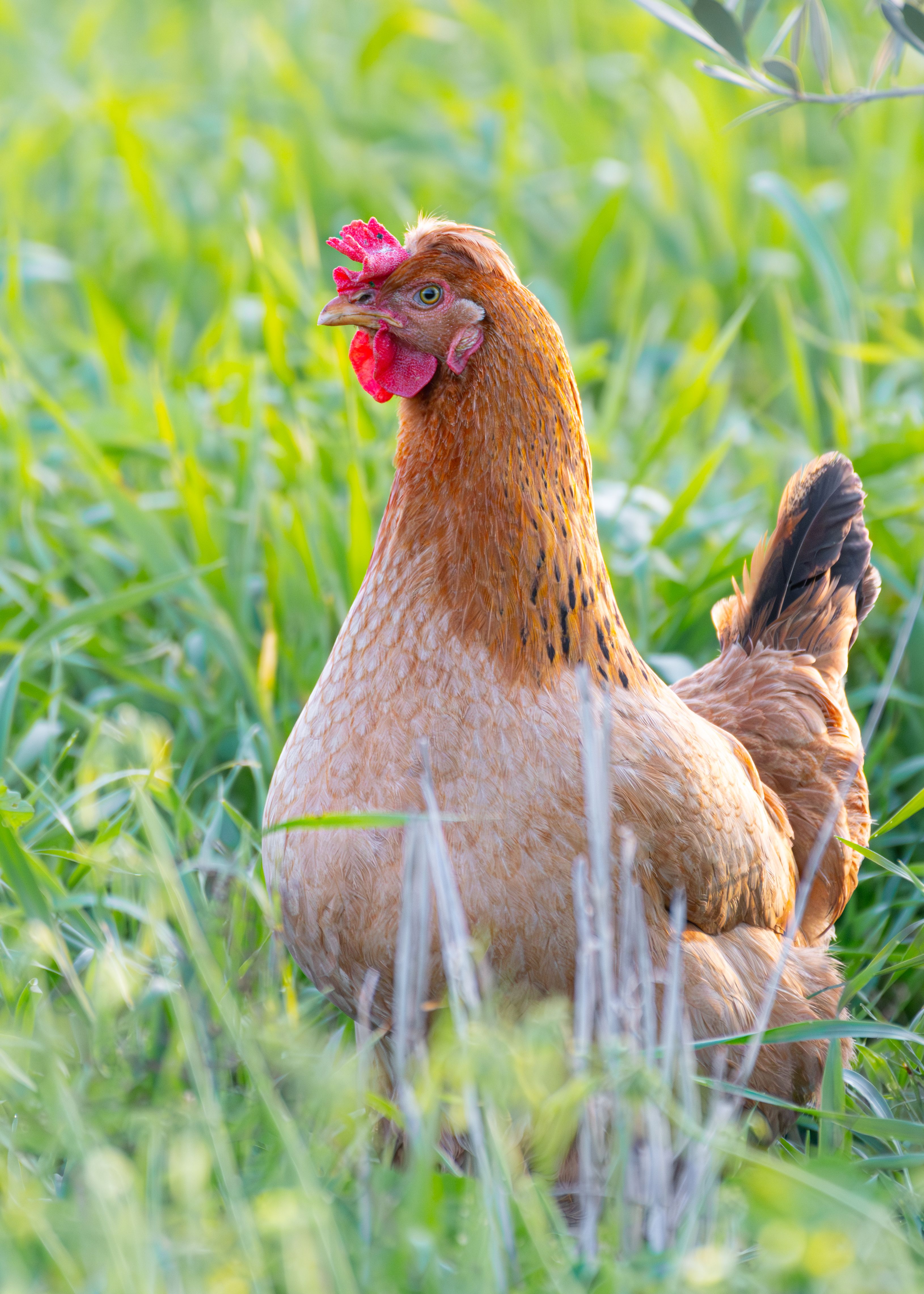 Free-Range Hen in Lush Green Field · Free Stock Photo