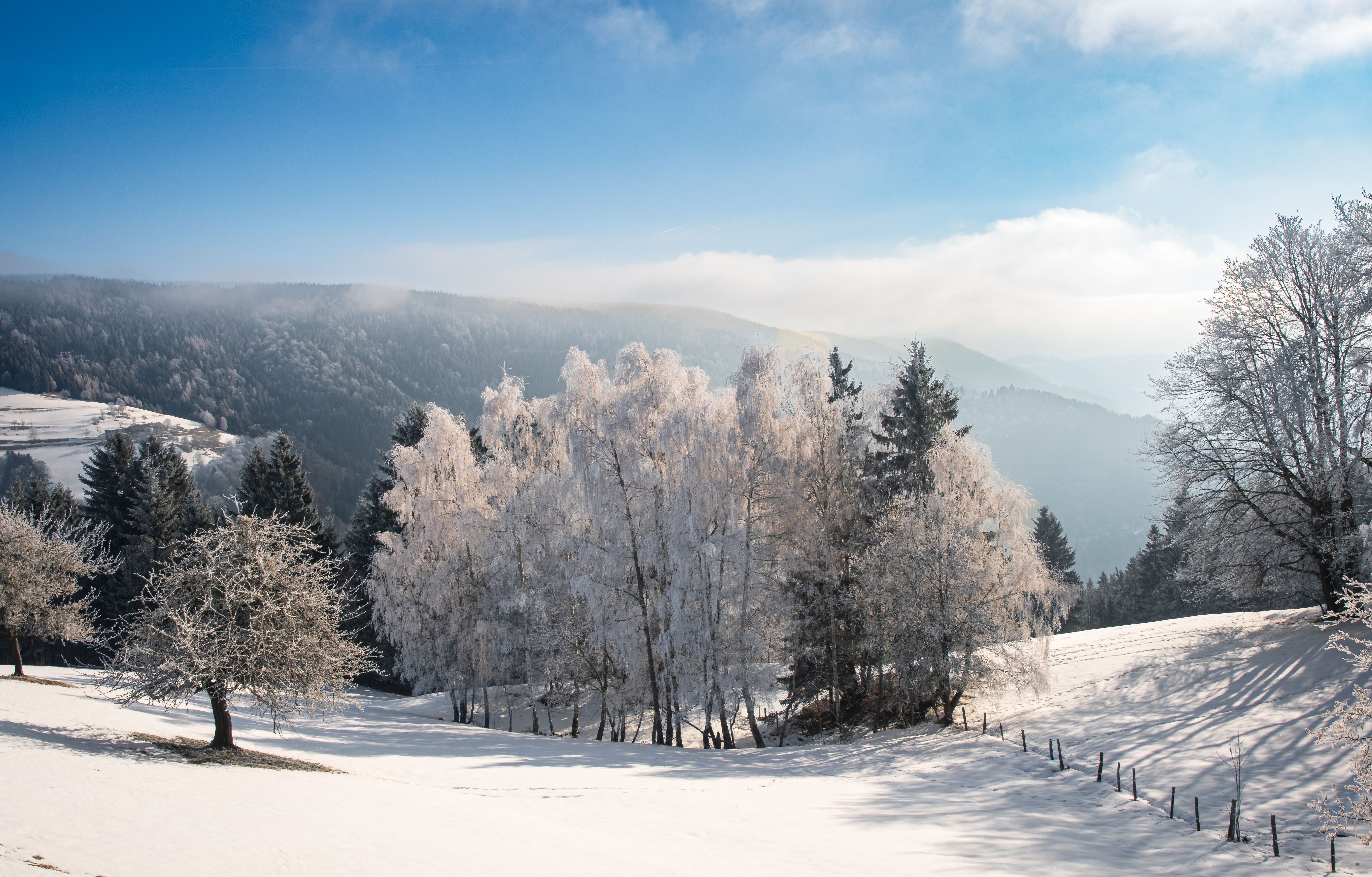 Scenic Winter Landscape with Snow-Covered Trees · Free Stock Photo