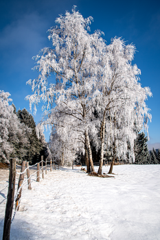 Beautiful snowy landscape with frost-covered trees under blue winter sky.