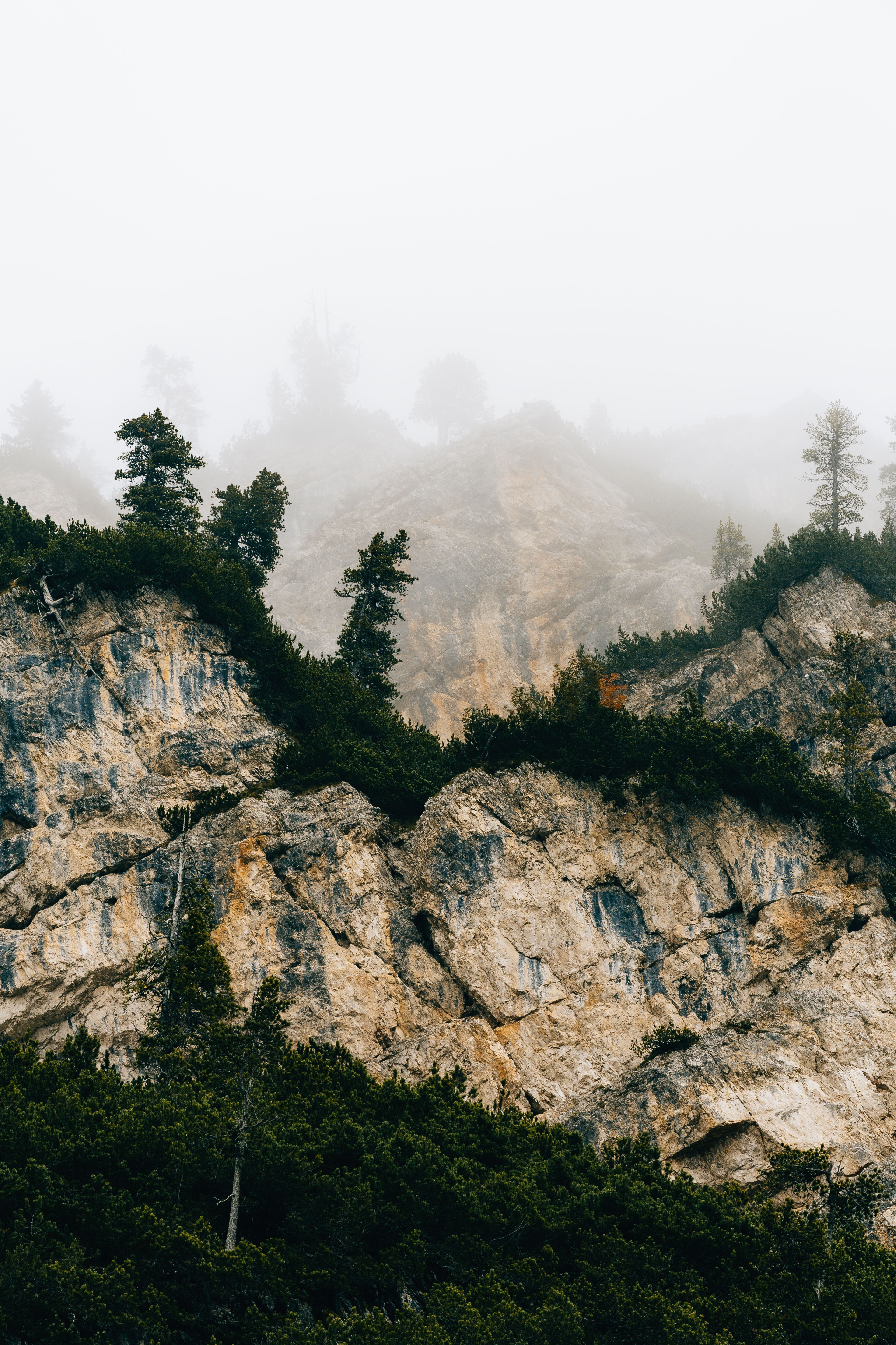 Misty Mountain Landscape with Pine Trees · Free Stock Photo