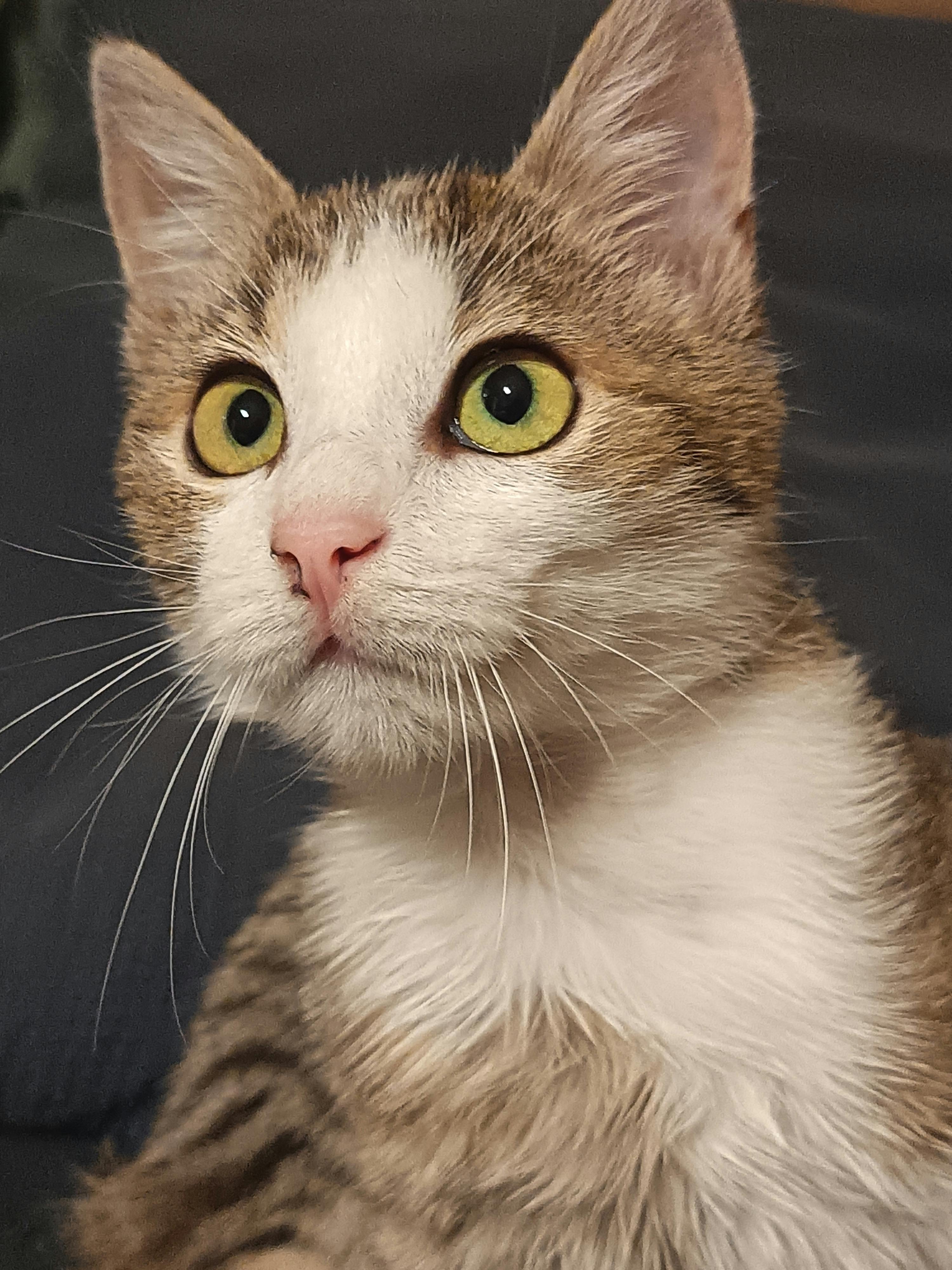 A close-up portrait of a curious domestic cat with striking green eyes and striped fur.
