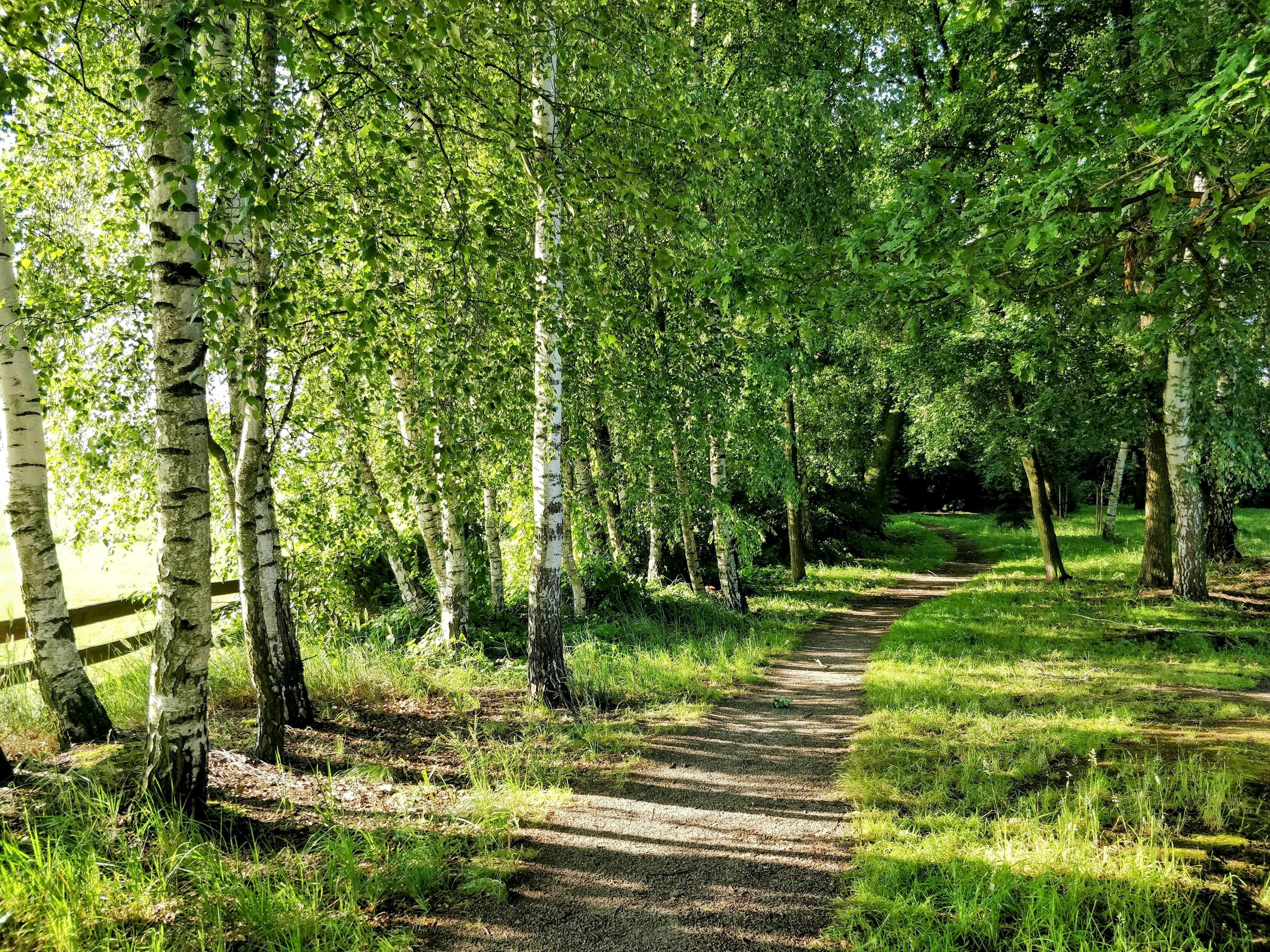 Healthspan White Paper: The Data-Driven Path to Longevity — Photo by MrGajowy3 Teodor on Pexels