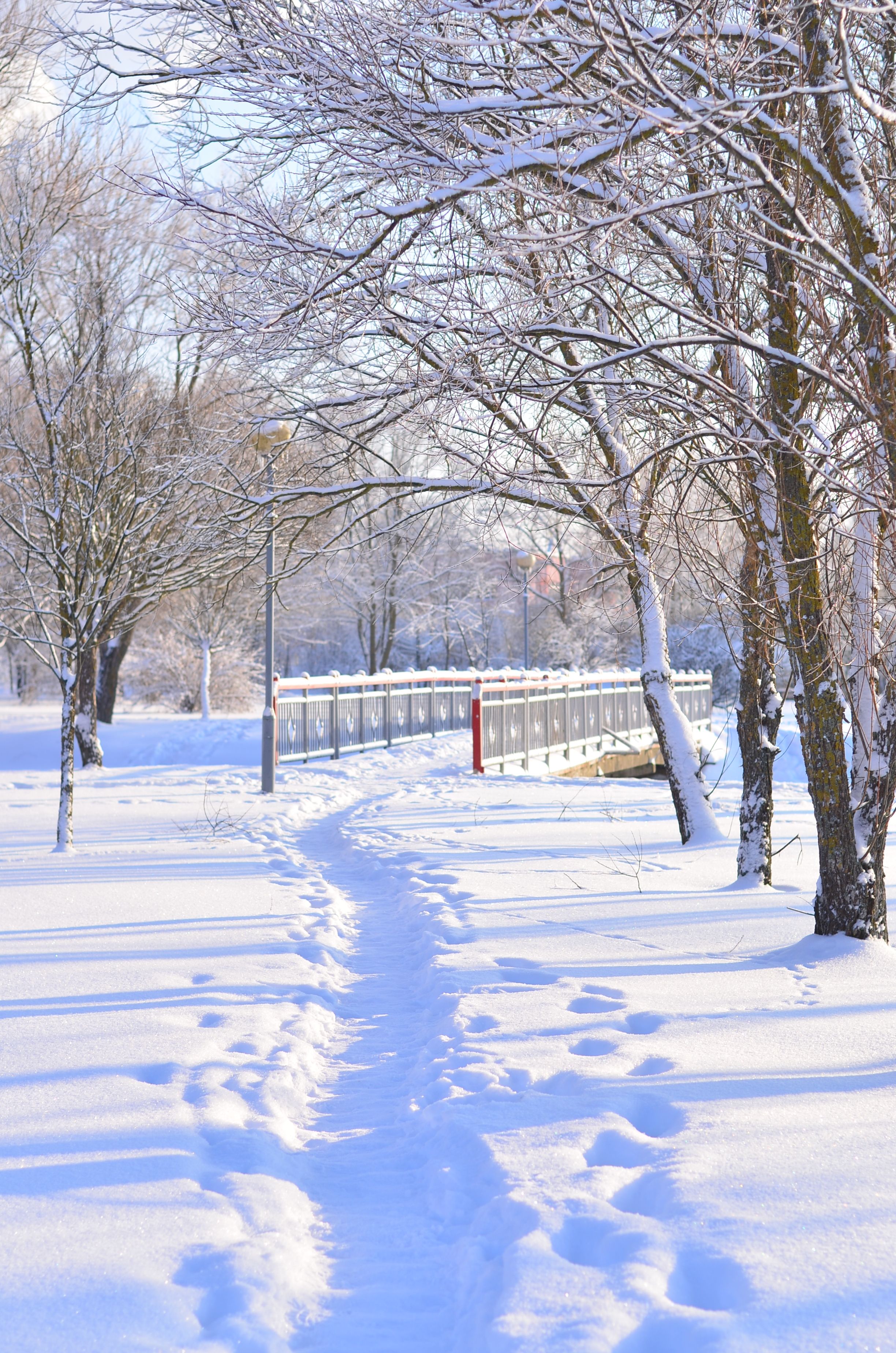 Serene Winter Park Pathway Under Snowy Trees · Free Stock Photo