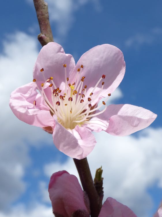 ピンクの花