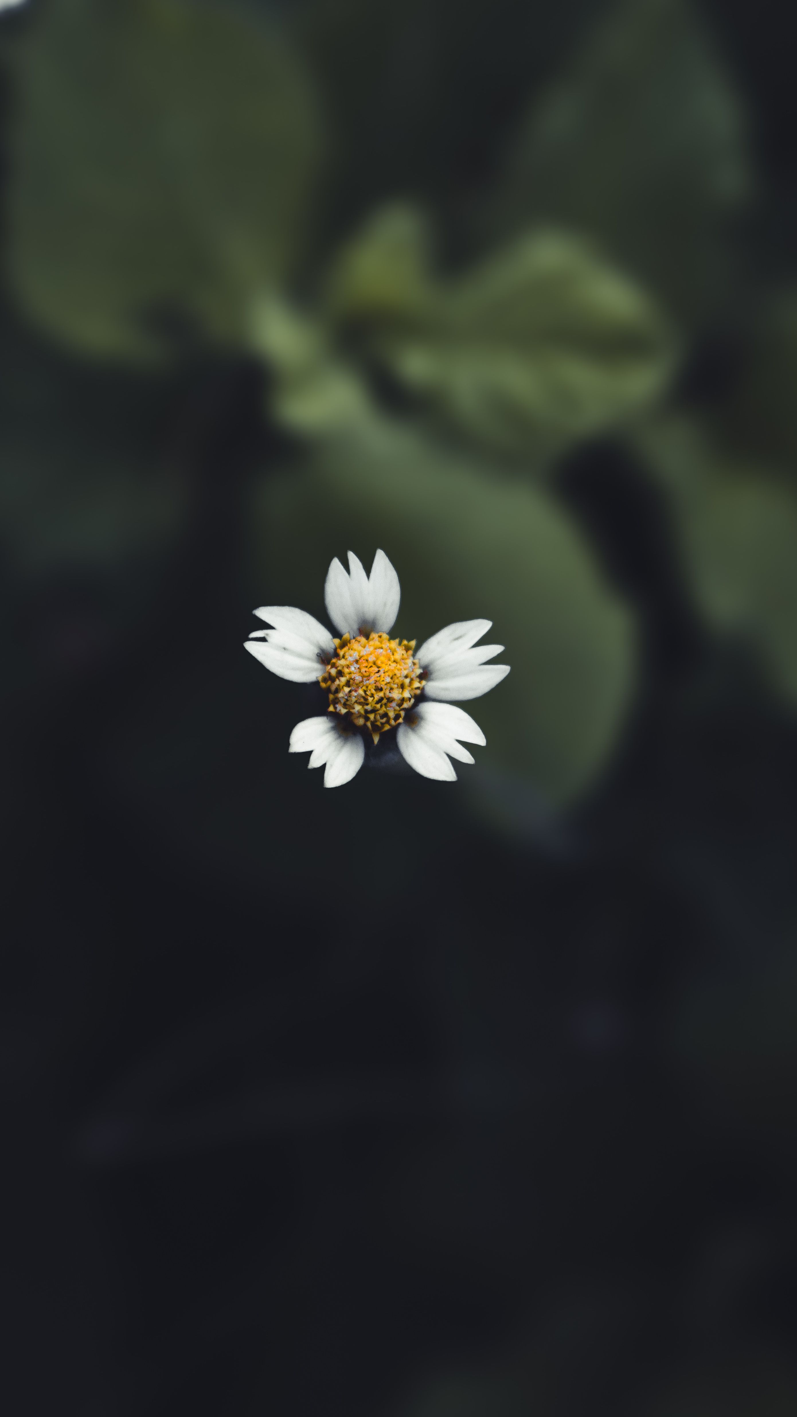 A close-up photograph of a single white daisy bloom with a dark green blurred background.