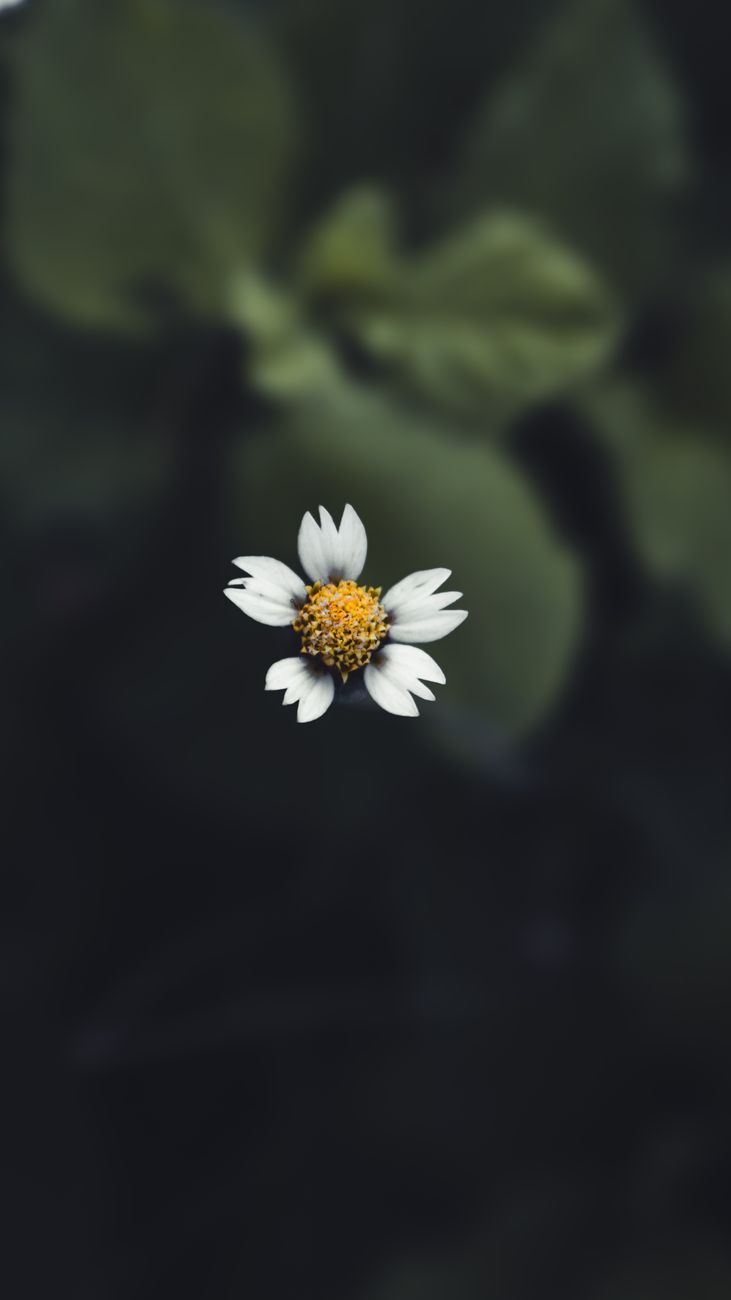 A close-up photograph of a single white daisy bloom with a dark green blurred background.