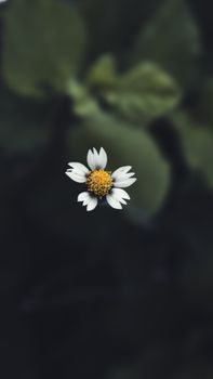A close-up photograph of a single white daisy bloom with a dark green blurred background.