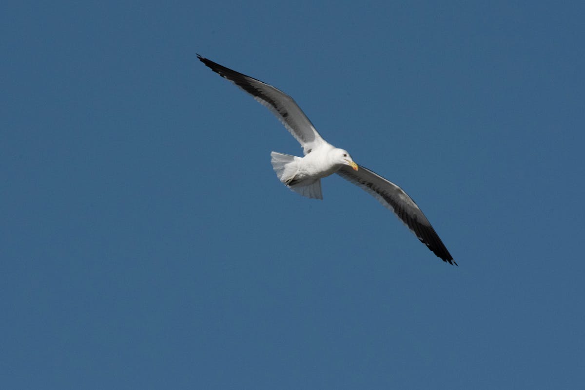 Cooked quinoa in a pot with fresh herbs