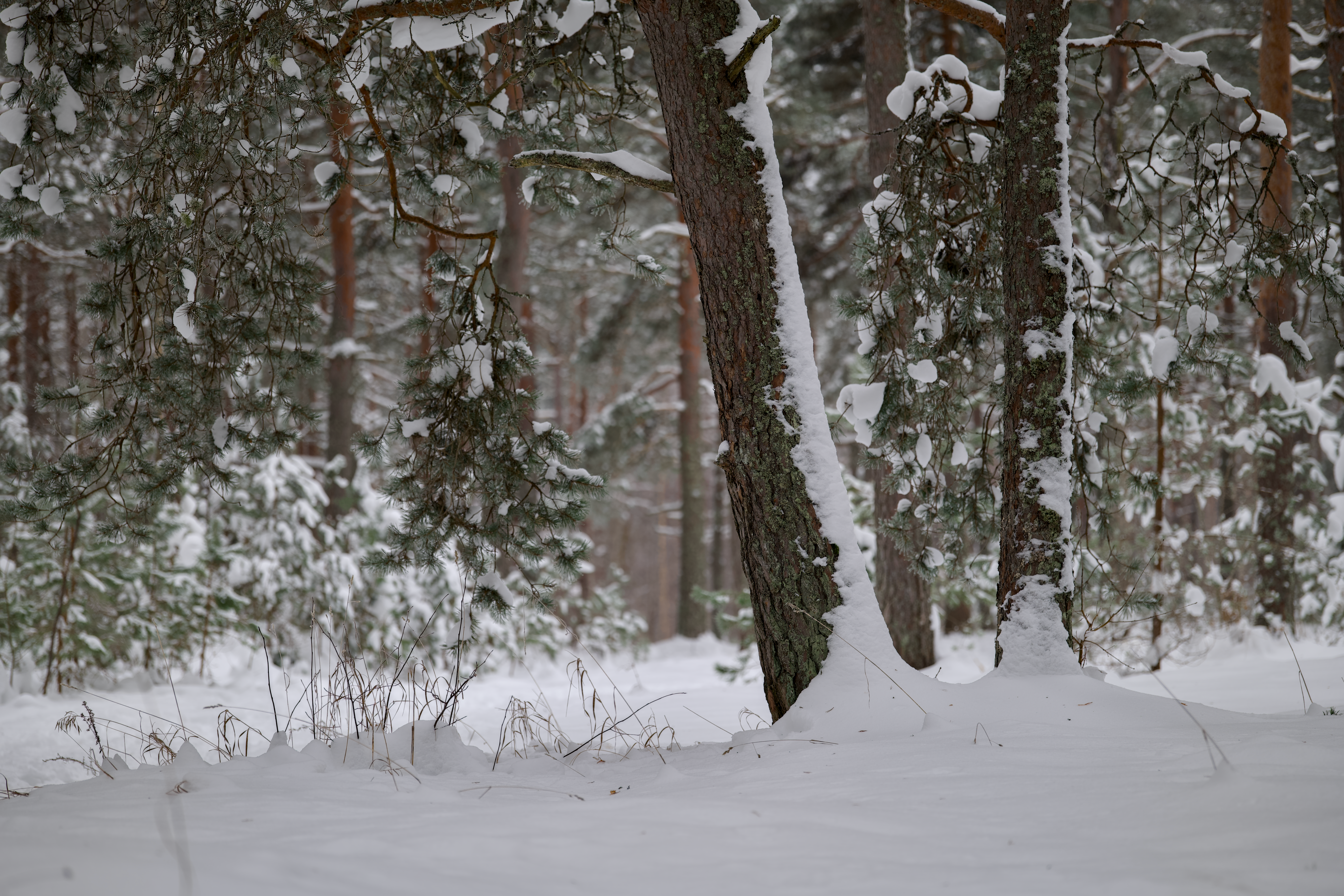 Serene Snowy Forest in Winter Wonderland · Free Stock Photo