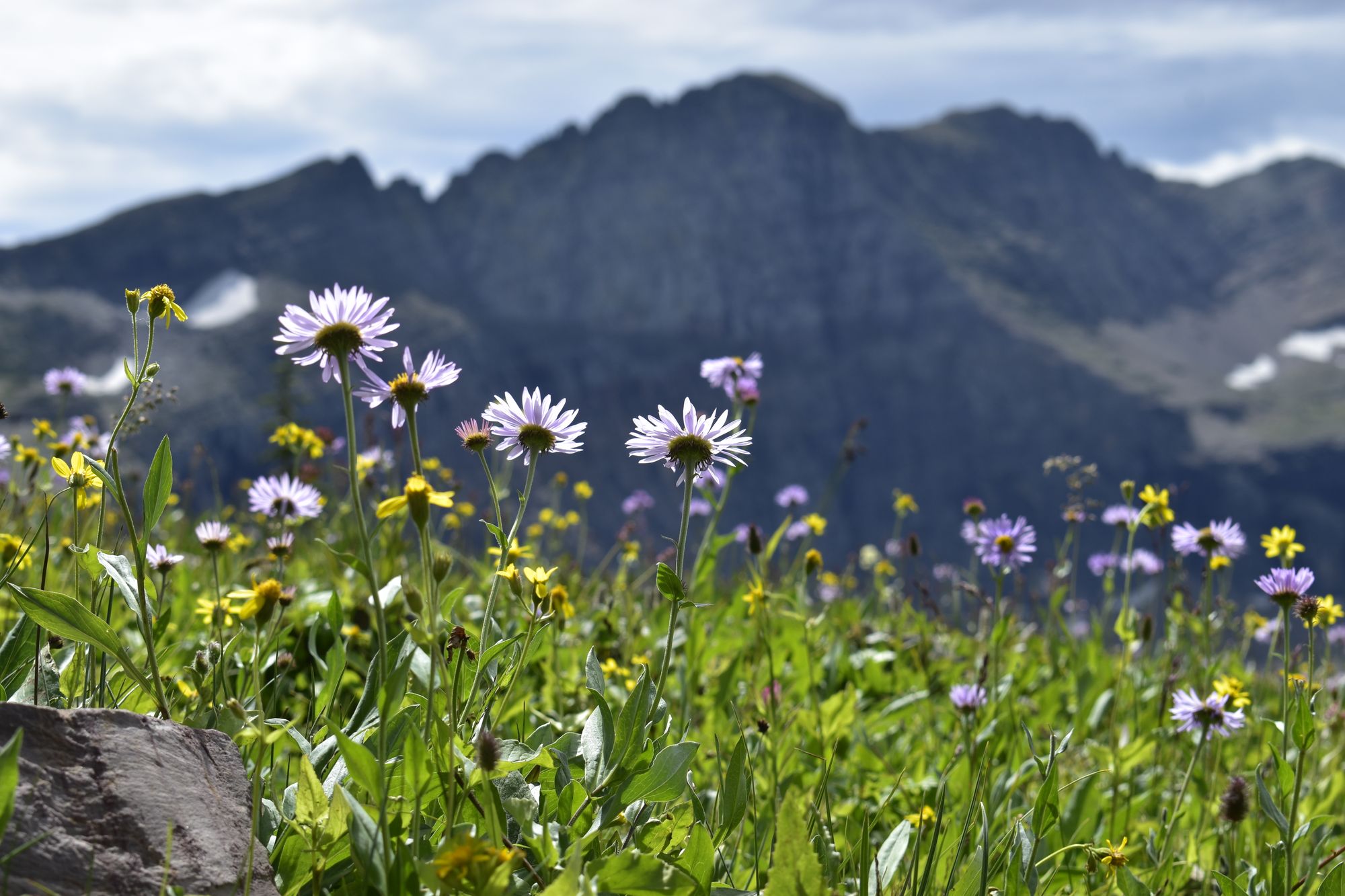 Flores amarillas pequeñas creciendo en una grieta de roca en terreno de montaña