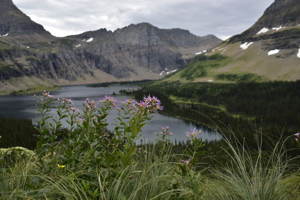 Wildflowers along a still alpine lake — Landon B on Pexels