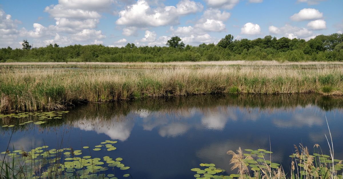 Peaceful pond landscape with cloud reflections and lush greenery in sunny summer setting.