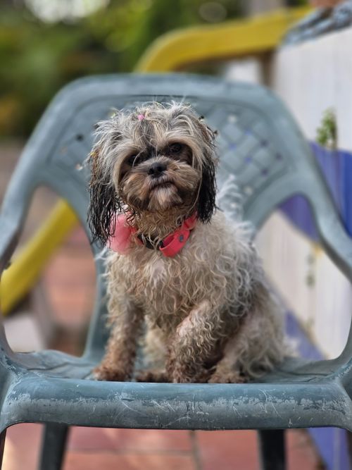 Free Adorable Shih Tzu dog with wet fur sitting on a plastic chair outdoors. Stock Photo