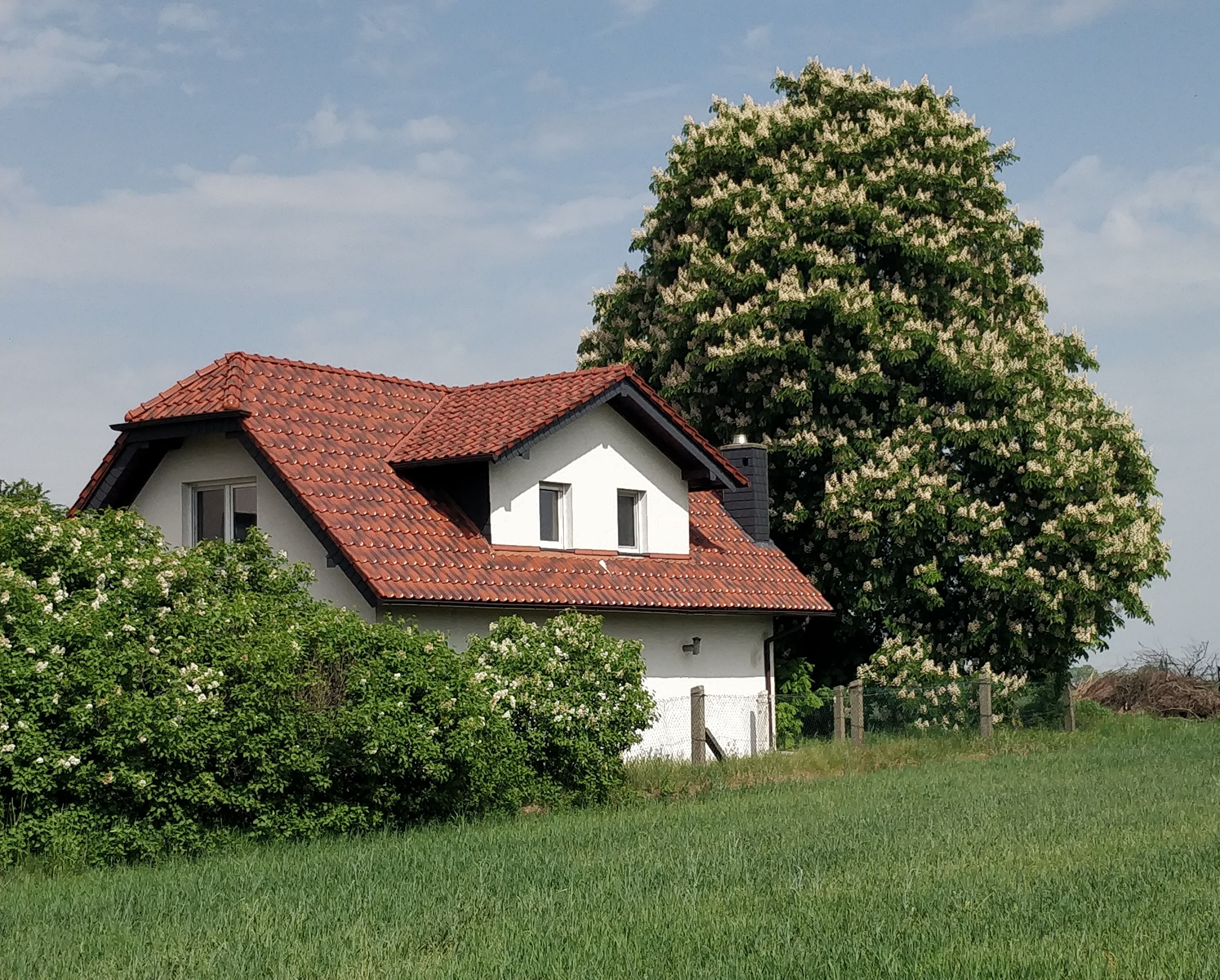 White chestnut