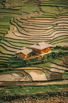 Aerial view of traditional houses amidst lush rice terraces under golden sunlight.