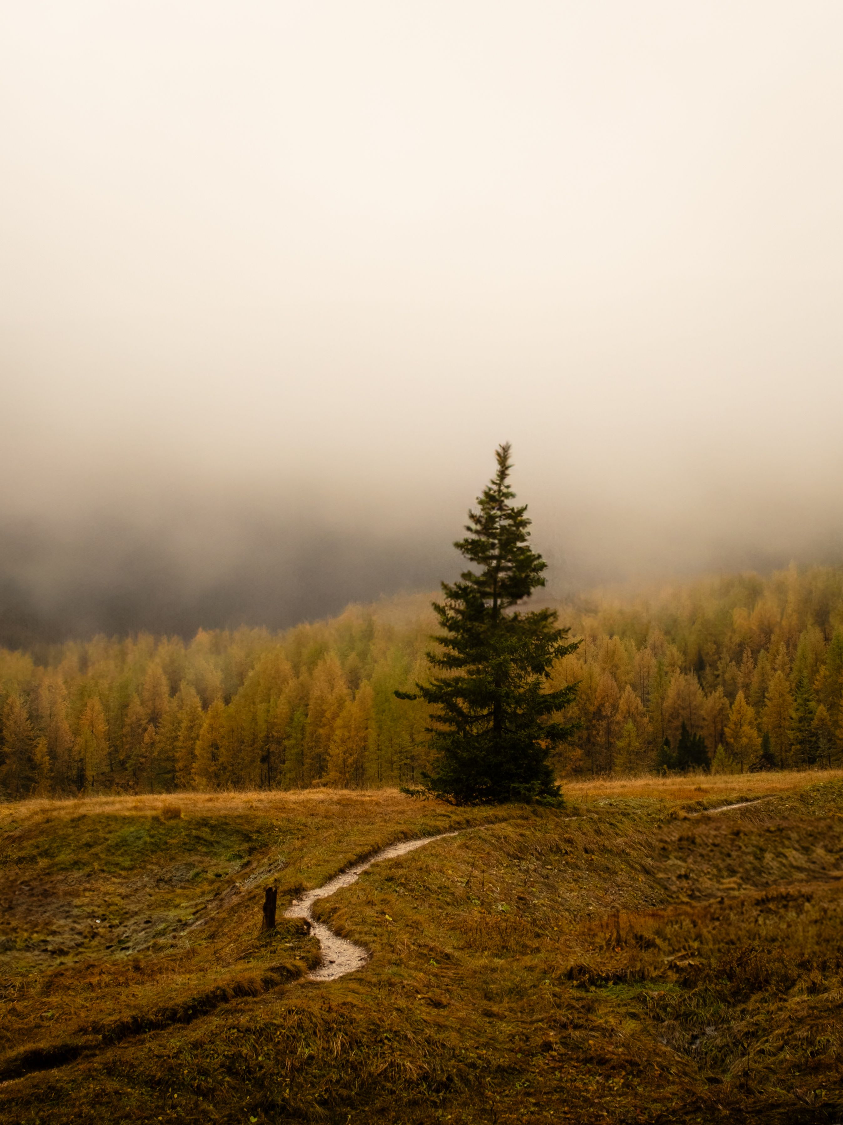A serene woodland scene featuring a solitary pine tree in a misty autumn landscape.