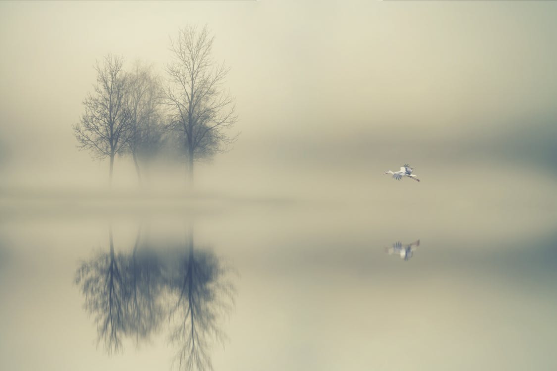 Free Trees Surrounded by Water during Foggy Day Stock Photo