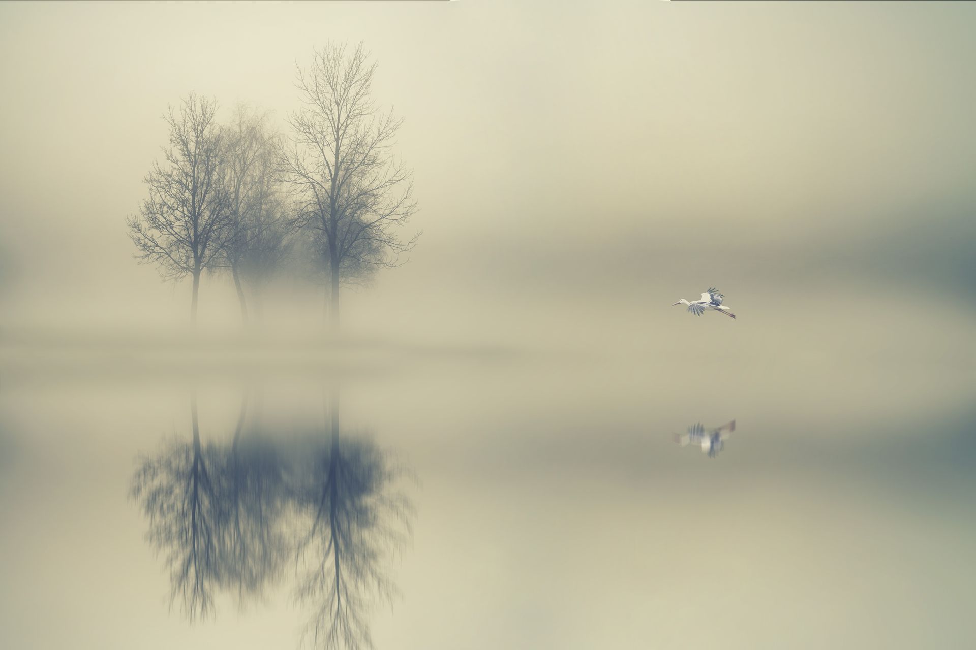 Trees Surrounded by Water during Foggy Day